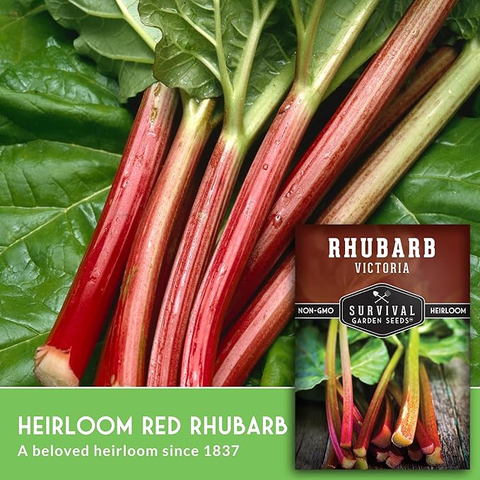 Victoria Rhubarb Seeds for Planting - Grow Cold-Tolerant Perennial Spring Vegetables/Fruit in Your Home Garden - Non-GMO Heirloom Variety - Survival Garden Seeds (1 Pack)