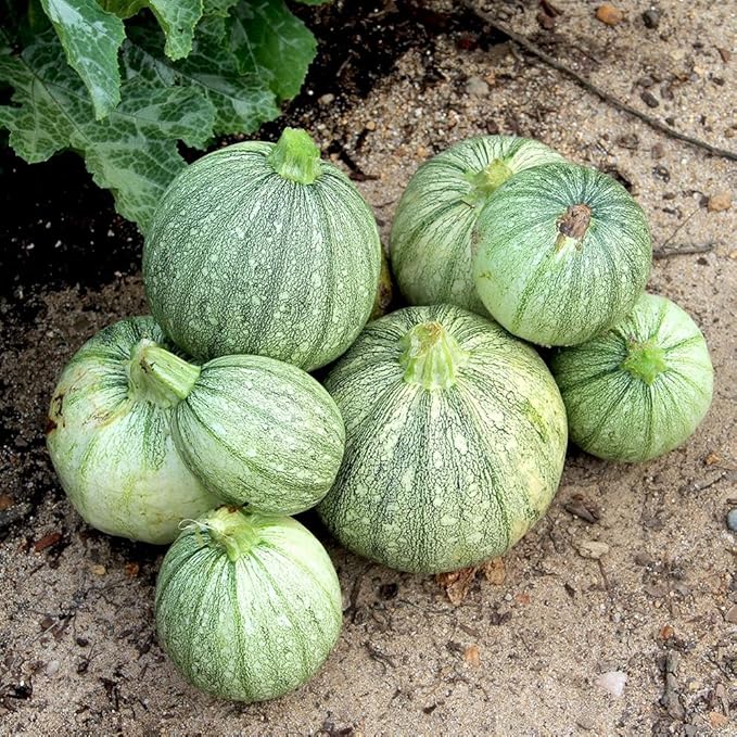 Seeds Round Zucchini Light Green Courgette Non GMO Heirloom