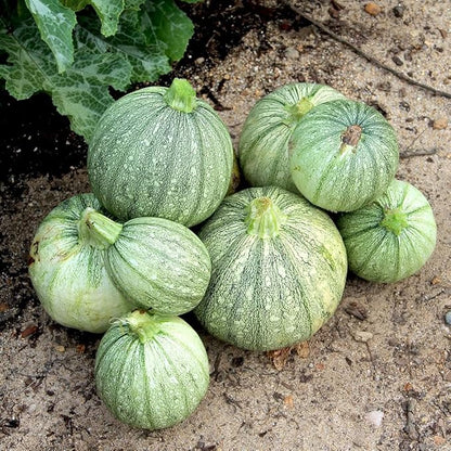 Seeds Round Zucchini Light Green Courgette Non GMO Heirloom