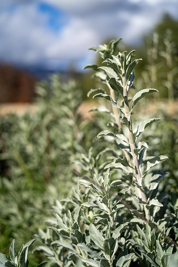Plant Good Seed Organic White Sage Seeds for Planting: California Native Plant, Silvery Leaves - 100 Seed Packet