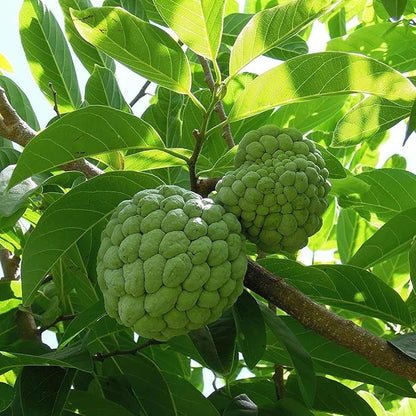 10 Pcs Sugar Apple Seeds (Annona squamosa), High Germination, Non-GMO Custard Apple Seeds for Planting, Easy to Grow Tropical Fruit for Home Gardens, Pots & Outdoor Orchards