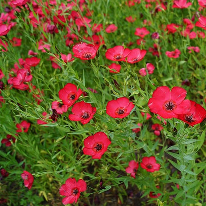 Outsidepride Scarlet Flax Seeds - 1 lb Annual Flower Seeds for Planting, Self-Seeding, Drought-Tolerant w/Compact Growth, for Small Gardens, Meadows, Borders, or Mass Plantings