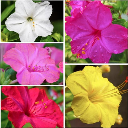 Seed Needs Four O' Clock Seeds Mixed Colors Annual Multicolored Blooms | 300+ Heirloom Seeds Mirabilis Jalapa Annuals Open Pollinated | Bulk Annual Flowering Seed Attracts Pollinators