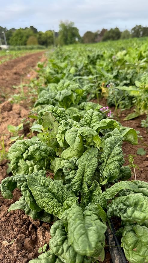 Plant Good Seed Organic Bloomsdale Longstanding Spinach Seeds - Pack of 300, Heirloom Seeds for Planting Vegetables - Gardening Supplies, Vegetable Garden - Non-GMO, Open Pollinated, from USA