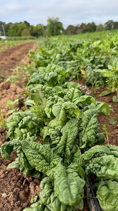 Plant Good Seed Organic Bloomsdale Longstanding Spinach Seeds - Pack of 300, Heirloom Seeds for Planting Vegetables - Gardening Supplies, Vegetable Garden - Non-GMO, Open Pollinated, from USA