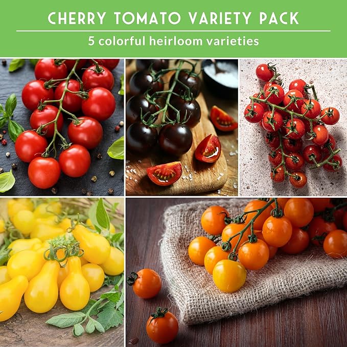 Cherry Tomato Seeds for Planting – 5 Variety Pack with Tiny Tim, Black Cherry, Yellow Pear, Large Red & Orange | Heirloom Non-GMO Patio & Container Tomatoes – Survival Garden Seeds
