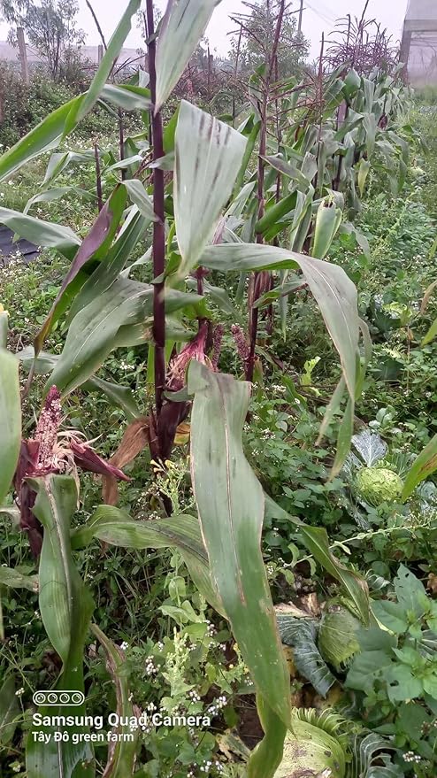 25 Seeds Bap NEP Tim deo Glutinous Sticky Seeds Rare find Asian bap NEP Thai deo ngon tuyet VOI F1 Hybrid Purple Waxy Sticky Rice Corn Purple glutinous Rice Corn 25 Seeds 紫糯玉米