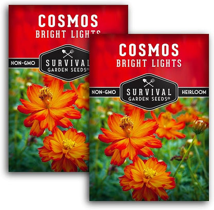 Survival Garden Seeds Bright Lights Cosmos Seed for Planting - 2 Packets with Instructions to Grow Cosmos Sulphureus in Your Home Flower or Vegetable Garden - Non-GMO Heirloom