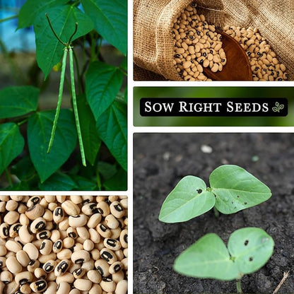 Sow Right Seeds - Black Eyed Cowpea Seeds for Planting - Non-GMO Heirloom Packet with Instructions to Plant a Home Vegetable Garden - Old Fashioned Bush Bean Variety - Extra Lucky (2)