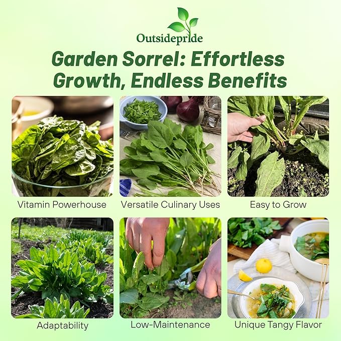 Outsidepride Sorrel Seeds - 5,000 Pcs Perennial, Easy-to-Grow, Drought and Frost Tolerant Herb & Microgreens for Culinary Use, Pollinator Gardens, and Outdoor Landscaping