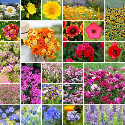 Eden Brothers Heirloom Flower Mixed Seeds for Planting, 10 lb, 4,800,000+ Seeds with Zinnia, Toadflax, Evening Primrose | Attracts Pollinators, Plant in Spring or Fall, Zones 3, 4, 5, 6, 7, 8, 9, 10