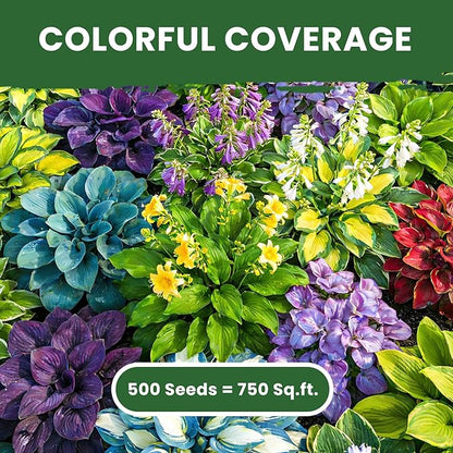 500+ Mixed Color Hosta Seeds – Rare Perennial Flower Seeds – Easy to Grow Low Maintenance – Heart Shaped Leaf Hostas for Outdoor Garden