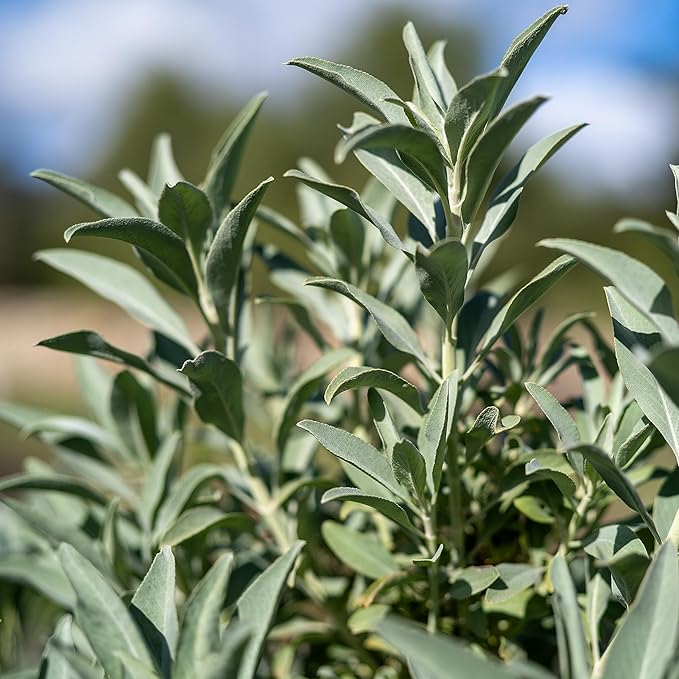 Plant Good Seed Organic Sage Seed Collection - 5 Packets - Black, Clary, Garden, Purple, White Heirloom Seeds for Planting Herbs - Gardening Supplies, Herb Garden, Flower Seeds to Plant Outside
