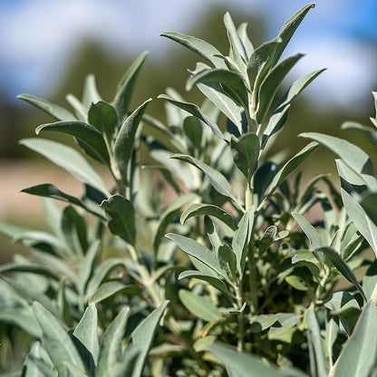 Plant Good Seed Organic Sage Seed Collection - 5 Packets - Black, Clary, Garden, Purple, White Heirloom Seeds for Planting Herbs - Gardening Supplies, Herb Garden, Flower Seeds to Plant Outside