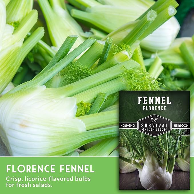 Fennel Seed for Planting - 5 Packets with Instructions to Grow Cool-Weather Florence Fennel (Finnochio) in Your Home Vegetable Garden - Non-GMO Heirloom Variety - Survival Garden Seeds
