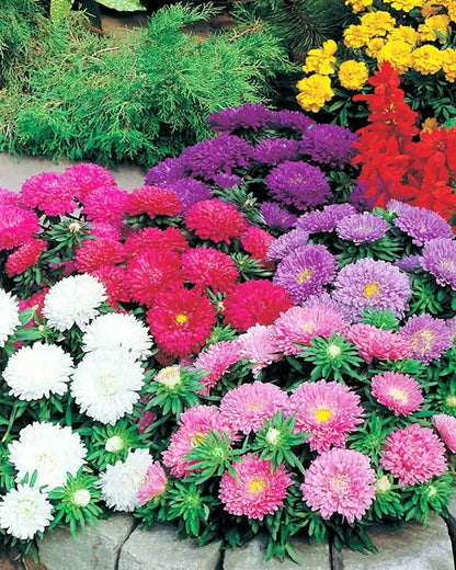 Seeds Aster Dwarf Mix Annual Garden Flowers for Planting