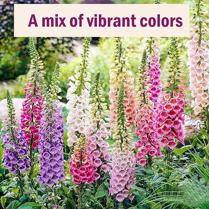 250,000+ Foxglove Seeds Bulk Pack - Tall Spire Blooms, Mixed Colors for Garden Borders, Easy Planting for Home Gardening - Ideal for Backyard Flower Beds, Landscaping, and Pollinator-Friendly Gardens