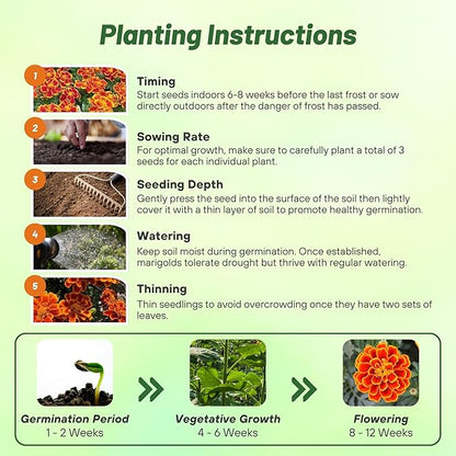Outsidepride Durango Flame French Marigold Seeds - 500 Pcs Annual, Compact, Heat & Drought Tolerant Flower Seeds for Planting w/Anemone Type Bi-Colored Blooms, Ideal for Vibrant Pollinator Gardens
