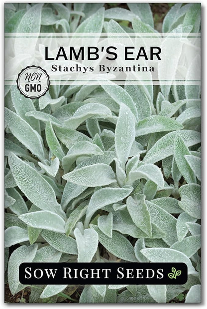 Sow Right Seeds - Lambs Ear Seeds for Planting - Non-GMO Heirloom Packet with Instructions to Grow an Outdoor Flower Garden - Wooly Silver Leaves, Perennial Foliage - Stachys for Rock Gardens (1)