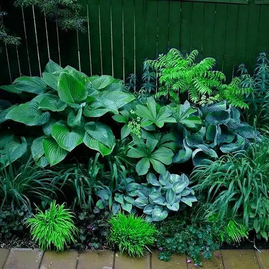 Hosta Seeds for Planting, 230+pcs Rare Perennial Hosta Flower Seeds, Non-GMO Heirloom Long Blooming Plants Shaded Entry Pathway Flowers for Garden Outdoors