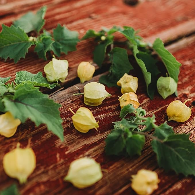 Aunt Molly's Ground Cherry - 50 Seeds - Heirloom & Open-Pollinated Variety, Non-GMO Ground Cherry Seeds for Planting in The Home Garden, Thresh Seed Company