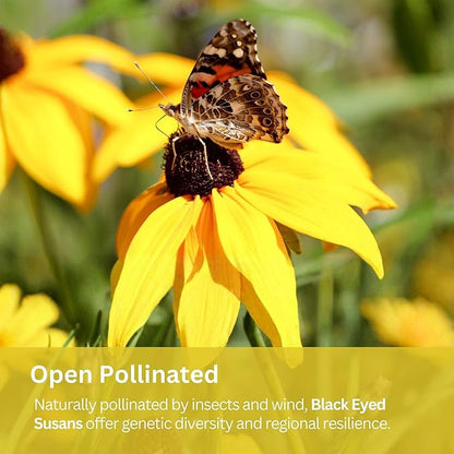 Black Eyed Susan Seeds – 100,000+ Seeds – 1 oz Bulk Extra Large Resealable Packet – Premium Non-GMO Rudbeckia hirta Wildflower Seeds with Bright Yellow Blooms