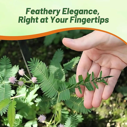 Outsidepride Mimosa Pudica Seeds - 2000 Pcs Annual, Easy to Grow, Sensitive Plant Seeds for Planting, Great for Educational Projects & Garden Displays