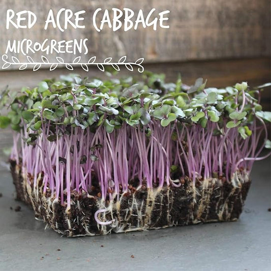 Red Acre Cabbage Microgreens & Sprouting Seeds – 5 Lb – Non-GMO, Chemical-Free – High-Germination Seeds for Nutritious Microgreens, Sprouts, Hydroponic Growing, and Indoor Gardening