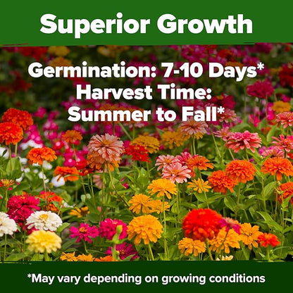 HOME GROWN Zinnia Dahlia Seeds Pack for 2026 Non GMO 524 Flower Seeds | Vibrant Zinnia Elegans for Pollinator Gardens, Borders & Containers | Easy-to-Grow Outdoor Blooms
