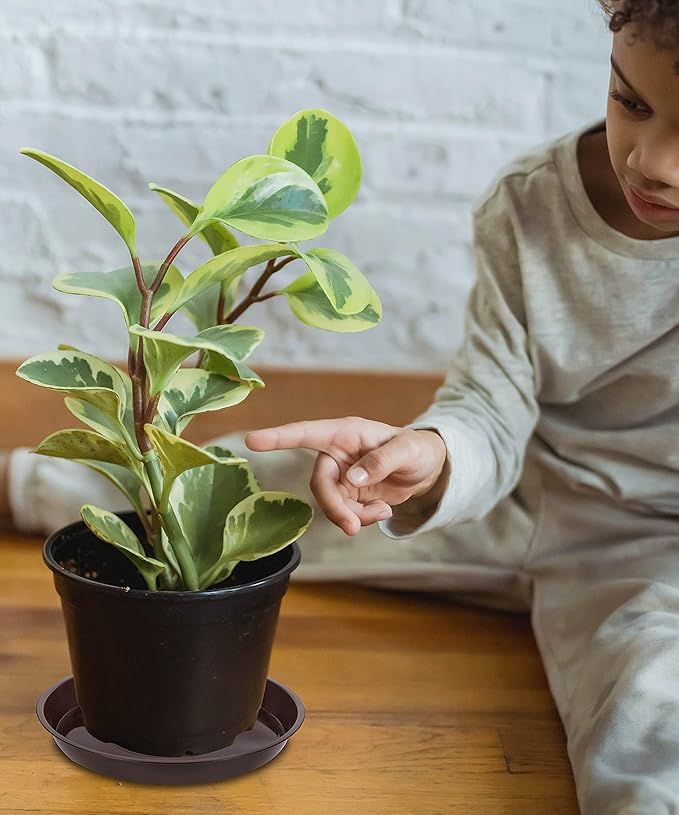 6 Pack of Plant Saucer 8 Inch, 8 inch Plant Saucer Round, Plastic Flower Plant Trays for Pots, Plant Saucers for Indoors 8", Plant Pot Saucers, Planter Tray for Planter 6-8" (8", Brown)