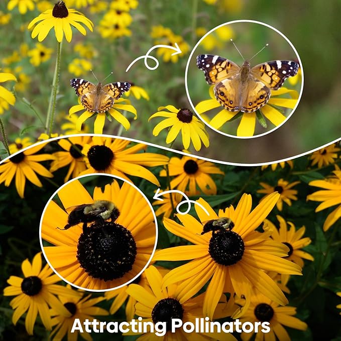 Black Eyed Susan Seeds, 7500+ Perennial Flower Seed to Plant Indoor & Outdoor, Attract Pollinators | Non-GMO | Heirloom Wildflowers Seeds, USDA Zone 3-9