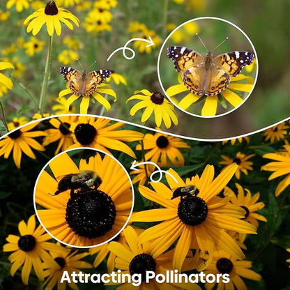 Black Eyed Susan Seeds, 7500+ Perennial Flower Seed to Plant Indoor & Outdoor, Attract Pollinators | Non-GMO | Heirloom Wildflowers Seeds, USDA Zone 3-9