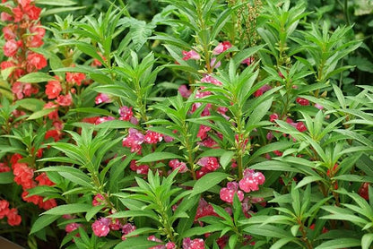 Seeds Balsam Garden Mix Touch-Me-Not Hanging Annual Flower Non GMO