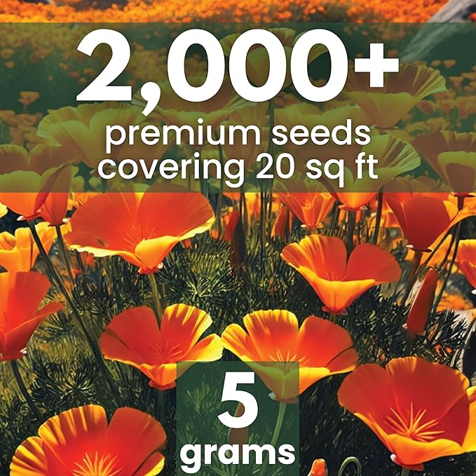 California Poppy Orange - Large 5g Envelope - 2,000 Flower Seeds for Planting - Eschscholzia californica