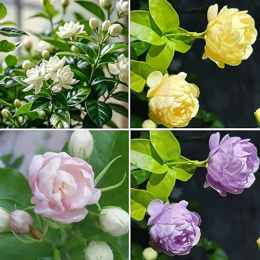 Jasmine Flower Seeds for Planting, 150pcs Perennial Fragrant Climbing Jasmine Flower Seeds Plants, Non-GMO Heirloom Beauty Windmill Climber Flowers in Home Garden Outdoors