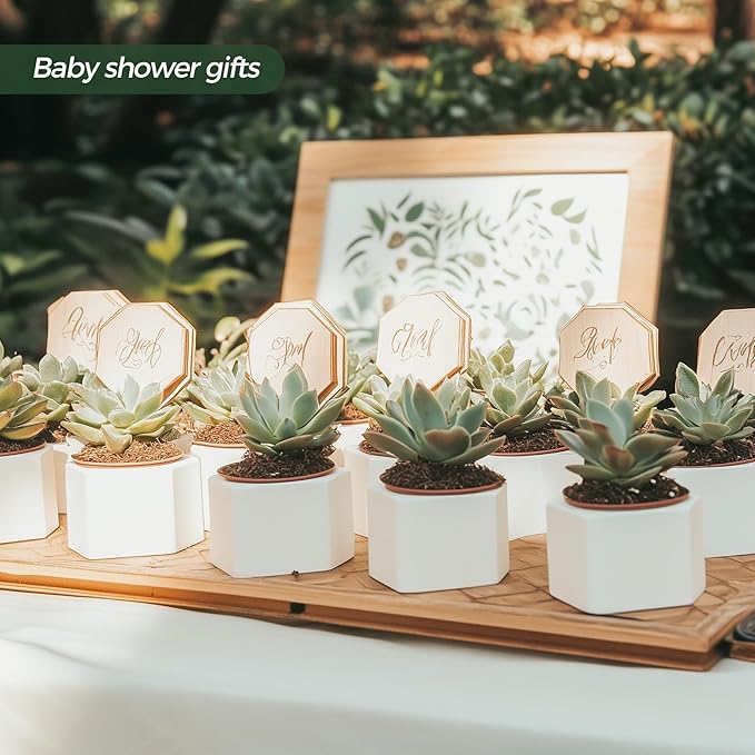 T4U Mini White Succulent Planter Pots with Bamboo Tray Hexagon Set of 12,Tiny Geometric Ceramic Cactus Plant Holder, Plant Gifts for Gardener Women Coworker, Home Office Table Desk Decoration