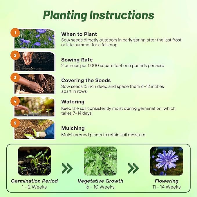 Outsidepride Chicory Seeds for Planting - 1/4 lb. Perennial, Easy to Grow & Drought Tolerant, Flower Seeds with Clustered Pastel Blue Blooms for Garden Pastures & Wildflower Meadows