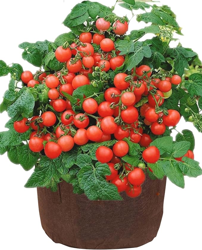 MAUI MIKE'S Soft Pot (10 Gallon) (5 Pack) Best Fabric Aeration Garden Pots and Grow Bags from Sewn Handles for Easy Moving.Made from Recycled Water Bottles.
