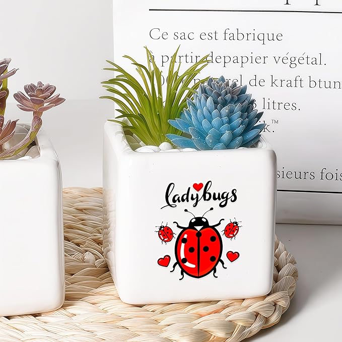 Ladybugs Succulent Planter Flower Plant Pot Small, Gifts for Women Teens Girls Kids, Ladybugs Lovers Themed Stuff Accessories Things Decor Merch, Home Office Table Desk Decoration!
