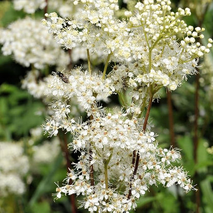 Meadowsweet 350 Seeds (Filipendula ulmaria) Heirloom - Open Pollinated