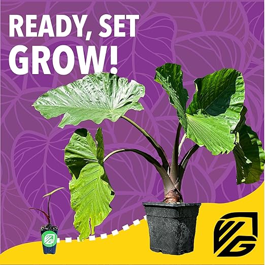 Elephant Ear Fertilizer Fuel - 2 Pounds - Water-Soluble 20-10-20 Blend - Wellspring Gardens