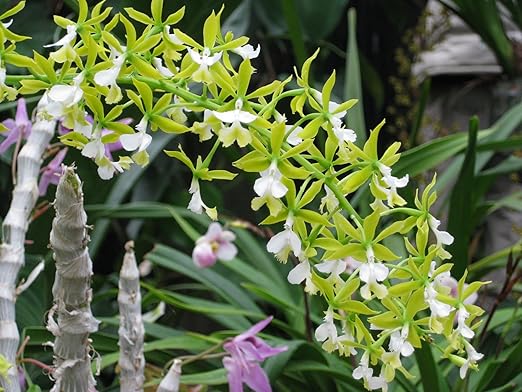Nutricote 18-6-8 (180 Day) Time Release Fertilizer for Orchids, Aroids and Tropicals. Resealable Packaging with Scoop Included (1 Pound)