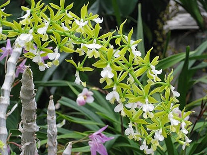 Nutricote 18-6-8 (180 Day) Time Release Fertilizer for Orchids, Aroids and Tropicals. Resealable Packaging with Scoop Included (1 Pound)