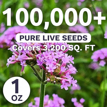 Purpletop Verbena – Large 1 Ounce Seed Packet – 100,000 Flower Seeds for Planting – Verbena bonariensis