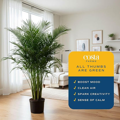 Costa Farms Cateracterum Cat Palm Extra Large Live Plant in Plastic Pot, Large Indoor Houseplant, Perfect for Home, Room, or Office Decor, Great House Warming or Birthday Gift, 5-6 Feet Tall