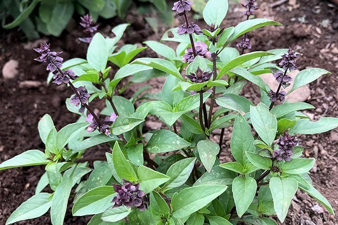 Plant Good Seed Organic Sweet Thai Basil Seed - Pack of 250, Heirloom Seeds for Planting Herbs - Gardening Supplies, Vegetables, Flower, Herb, Garden Seeds - Non-GMO, from USA