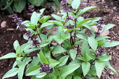 Plant Good Seed Organic Sweet Thai Basil Seed - Pack of 250, Heirloom Seeds for Planting Herbs - Gardening Supplies, Vegetables, Flower, Herb, Garden Seeds - Non-GMO, from USA