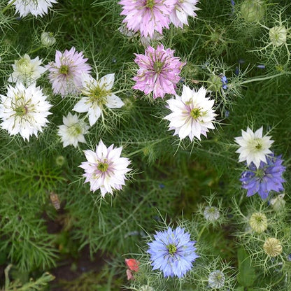 Outsidepride Jewels Mix Nigella Seeds - 1000 Pcs Annual Flower Seeds for Planting with Vibrant Blooms & Lacy, Fern-Like Foliage, Attractive Cut Flower for Small Garden Spaces & Floral Arrangements