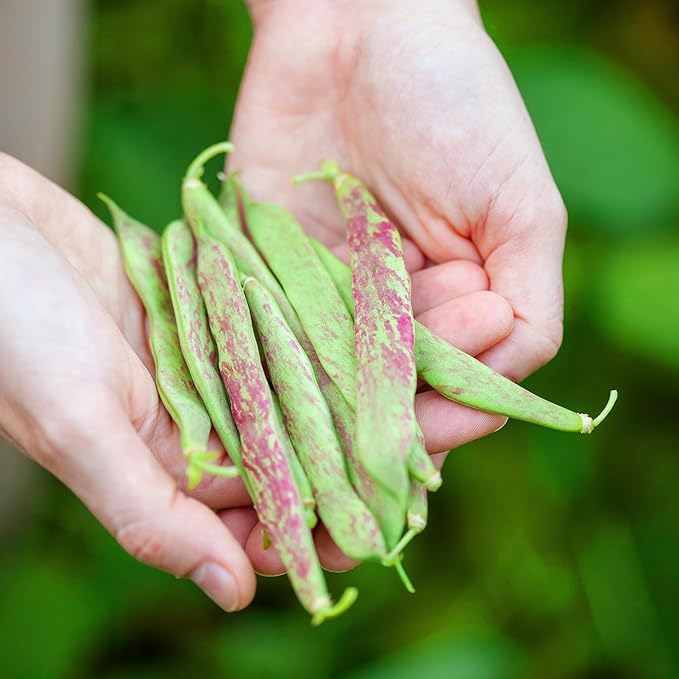 Purely Organic Pinto Bean Seeds - USDA Organic, Non-GMO, Open Pollinated, Heirloom, USA Origin (1 Packet - 20 Grams - Approx 36 Seeds)