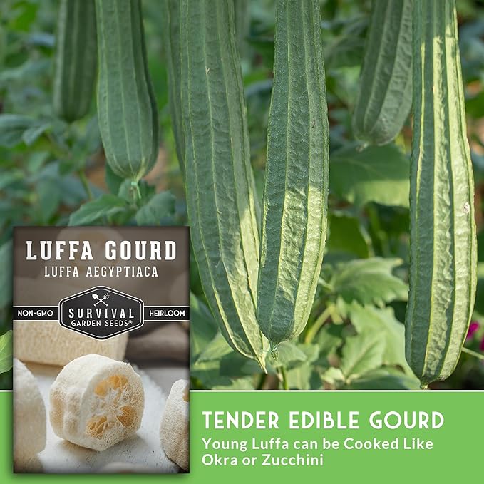 Survival Garden Seeds - Luffa or Loofah Seed for Planting - 2 Packets with Instructions to Plant and Grow Ornamental Gourds in Your Home Vegetable Garden - Non-GMO Heirloom Variety